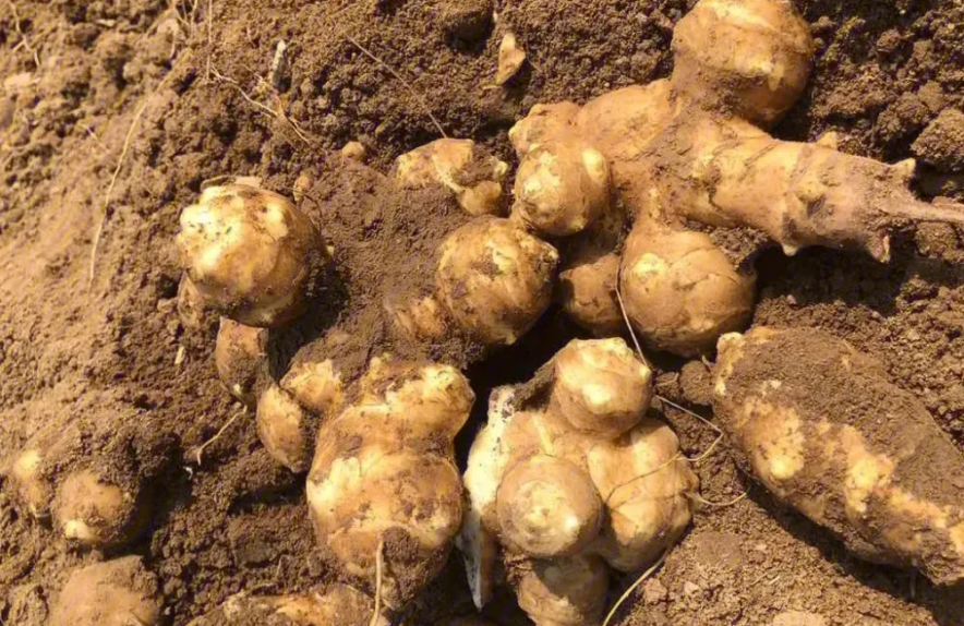 佛山洋芋农副产品销毁，食品销毁